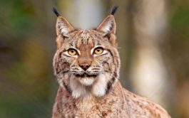 lince