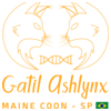 Gatil Ashlynx